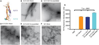 Multifactorial Design of a Supramolecular Peptide Anti-IL-17 Vaccine Toward the Treatment of Psoriasis